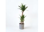Yucca – Yucca Elephantipes – Altezza 130–140 Cm – Ø 24 Cm – Grande Pianta Da Appartamento Con Fusto Robusto E Foglie Verdi – Yucca Facile Da Curare Per Soggiorno, Ufficio E Giardino D'inverno