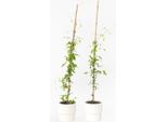 Clematide – 2 Piante – Clematis 'The President' – Altezza 100–120 Cm – Ø 17 Cm – Pianta Rampicante A Doppia Fioritura Con Grandi Fiori Viola – Profumata, Resistente All'inverno E Amica Delle Api – Ideale Per Giardini, Recinzioni E Pergolati