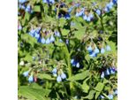 Symphytum Grandiflorum Wisley Blue – 6 Piante – Ø9Cm – Altezza 10-25Cm – Consolida Blu – Coprisuolo Per Aiuole Ombreggiate – Pianta Perenne Resistente Al Freddo