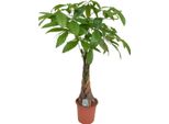 Castagno Della Fortuna – Pachira Aquatica – Altezza 100–120 Cm – Ø 24 Cm – Tronco Intrecciato – Pianta Tropicale Da Appartamento E Portafortuna – Facile Da Curare E Purificatrice Dell'aria – Ideale Per L'ufficio E Il Soggiorno