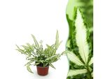 Pteris Cretica Albolineata Felce Alata – Pianta Da Appartamento Adatta Agli Animali Domestici 12 Cm – Altezza Circa 20 Cm – Felce Decorativa Con Foglie Bianche Per Soggiorno E Ufficio