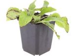 Symphytum Grandiflorum Wisley Blue – 12 Piante – Ø9Cm – Altezza 10-25Cm – Consolida Blu – Coprisuolo Per Aiuole Ombreggiate – Piante Perenni Resistenti Al Freddo