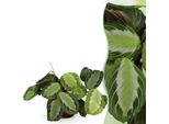 Maranta Fascinator Silverband Pianta Della Preghiera – Pianta Da Appartamento Adatta Agli Animali Domestici 12 Cm – Altezza Circa 25 Cm – Pianta Decorativa Con Foglie Argentate Per Soggiorno, Ufficio E Camera Da Letto
