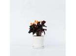 Calathea Korbmarante 'Tassmania' – Altezza 40–50 Cm – Ø 14 Cm – Pianta Da Appartamento Fiorita Con Fiori Arancioni – Calathea Crocata "Fiamma Eterna"" – Purificante Dell'aria E Non Tossica – Facile Da Curare"