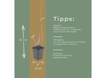 Persicaria Amplexicaulis Alba – 12 Piante – Ø9Cm – Altezza 10-25Cm – Pianta Perenne Resistente Al Freddo – Spighe Di Fiori Bianchi – Adatta Alle Api Per Aiuole E Giardini Naturali