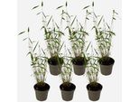 Bambù – 6 Piante – Fargesia Papyrifera ‘Blue Dragon’ – Altezza 30–40 Cm – Bambù Non Invasivo – Resistente Al Freddo E Sempreverde – Ideale Per Giardini, Terrazze E Siepi – Ø 13 Cm