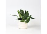 Philodendron Cobra – Altezza 55–65 Cm – 19 Cm – Pianta Da Appartamento Verde Con Foglie Bianche – Pianta Rampicante E Ricadente Di Facile Manutenzione – Pianta Tropicale Purificatrice Dell'aria Per Posizioni Semiombreggiate