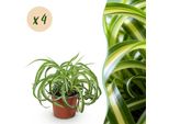 Chlorophytum Comosum Bonnie – Set Di 4 Piante – Ø12 Cm, Altezza 20-25 Cm – Clorofito Con Foglie Arrotolate – Pianta Da Appartamento Adatta Agli Animali Domestici