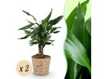 Dracaena Fragrans Steudneri – Dracaena – 2 Piante – 50–55 Cm – 17 Cm – Pianta Da Appartamento Facile Da Curare Con Foglie Verde Brillante – Cesto Incluso – Elemento Decorativo Armonioso