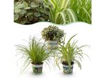 Cyperus Calissia Chlorophytum Mix Di Piante – 3 Piante Da Appartamento Adatte Agli Animali Domestici – Set Di 3 Piante – 12 Cm – Altezza Circa 20 Cm – Facili Da Curare