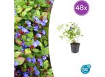 Ceratostigma Plumbaginoides – Ceratostigma Blu Come Pianta Tappezzante – 48 Piante – ↕10–25 Cm – Ø9 Cm – Resistente Al Freddo E Amica Delle Farfalle