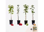 Alberi Da Frutto – 4 Piante – Melo, Pero, Ciliegio E Susino – Altezza 60–70 Cm – Ø 9 Cm – Miscela Di Alberi Da Frutto Resistenti Al Freddo Per Giardino E Balcone – Concime Pokon Incluso