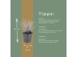 Sesleria Autumnalis – 24 Piante – Ø9 Cm – Altezza 10-25 Cm – Erba Ornamentale Resistente Al Freddo – Colore Autunnale Marrone Dorato – Facile Da Curare Per Aiuole, Giardini Rocciosi E Giardini Naturali