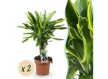 Dracaena Fragrans Golden Coast – Due Alberi Del Drago Facili Da Curare – 17 Cm – Altezza 50-55 Cm – Piante Verdi Colorate – Piante Da Appartamento Che Purificano L'aria Con Eleganti Foglie Variegate