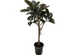 Ficus Elastica Burgundy – Pianta D'appartamento Di Gomma 180 Cm – Pianta Di Grandi Dimensioni Con Foglie Rosso Scuro – Pianta Verde Purificatrice Dell'aria Per Soggiorno, Ufficio E Giardino D'inverno