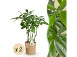 Castagno Della Fortuna Pachira Aquatica A Più Fusti – Albero Dei Soldi – 2 Piante – 50–55 Cm – 17 Cm – Piante Da Appartamento Facili Da Curare Con Foglie A Forma Di Mano – Albero Della Fortuna Tropicale Con Cesto Incluso