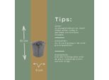 Timo Thymus Praecox Albiflorus Coprisuolo – 12 Piante – Ø9Cm – Altezza 10-25Cm – Timo Tappezzante A Fioritura Bianca – Resistente Al Freddo – Per Giardini Rocciosi E Aiuole