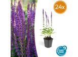 Salvia Nemorosa 'Ostfriesland' – 24 Piante – ↕10-25 Cm – Ø9 Cm – Piante Perenni – Fiori Viola – Soleggiato – Facile Da Curare E Robusta