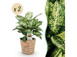 Dieffenbachia Compacta – 2 Piante Da Appartamento Facili Da Curare In Un Cesto Decorativo – 17 Cm – Altezza 45-50 Cm – Piante Verdi Colorate Per Interni – Piante Ornamentali Robuste