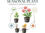 Timo Thymus Praecox Albiflorus Coprisuolo – 6 Piante – Ø9Cm – Altezza 10-25Cm – Timo Tappezzante A Fioritura Bianca – Resistente Al Freddo – Per Giardini Rocciosi E Aiuole