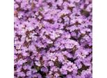 Timo Thymus Praecox Purple Beauty – 6 Piante – Ø9Cm – Altezza 10-25Cm – Coprisuolo Resistente Al Freddo – Fiori Viola – Resistente Alla Siccità Per Giardini Rocciosi E Aiuole