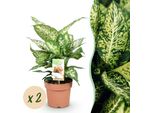 Dieffenbachia Compacta – Dieffenbachia Variegata – 2 Piante – 45–50 Cm – 17 Cm – Pianta Da Appartamento Facile Da Curare Con Foglie Decorative, Ideale Per Interni Accoglienti