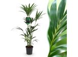 Howea Forsteriana – Palma Kentia – 120–130 Cm – 21 Cm – Palma Da Interno Facile Da Curare Con Foglie Eleganti – Pianta Verde Robusta Che Purifica L'aria, Ideale Per Interni Moderni