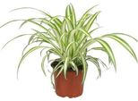 Chlorophytum – Ø12 Cm – Altezza 20-25 Cm – Pianta Da Appartamento Facile Da Curare – Purifica L'aria E Adatta Agli Animali Domestici, Ideale Per Soggiorno, Ufficio E Camera Da Letto