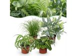 Mix Di Piante Da Appartamento – Set Di 4 Piante – Ø12 Cm, Altezza Circa 25 Cm – Chlorophytum Cyperus Phlebodium Maranta – Piante Verdi Adatte Agli Animali Domestici