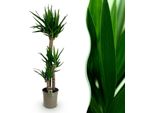Yucca Elephantipes – 140 Cm – 24 Cm – Yucca Facile Da Curare Con Foglie Strette E Verdi – Pianta Da Appartamento Robusta Per Ambienti Luminosi E Semiombreggiati