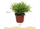 Bambù Pogonatherum Monica – Set Di 2 Piante – Ø12 Cm, Altezza 30-35 Cm – Pianta Da Appartamento Di Bambù Con Fogliame Sottile – Pianta Verde Adatta Agli Animali Domestici