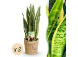 Sansevieria Laurentii – Due Piante Facili Da Curare In Un Cesto Decorativo – 17 Cm – Altezza 60-70 Cm – Piante Da Interno Verde-Giallo – Piante Robuste Che Purificano L'aria
