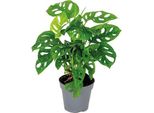 Monstera Adansonii Monkey Leaf – Pianta Da Appartamento Con Foglie A Forma Di Finestra – Pianta Tropicale Purificatrice Dell'aria 20–25 Cm – Pianta Facile Da Curare Per Soggiorno, Ufficio E Giungla Urbana