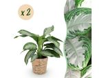 Aglaonema Silver Bay – Due Piante Da Appartamento A Foglia Argentata Facili Da Curare In Un Cesto Decorativo – 17 Cm – Altezza 70-75 Cm – Piante Ornamentali A Foglia Verde-Argento – Piante Robuste Che Purificano L'aria