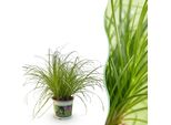 Cyperus Alternifolius Zumula Pianta Per Gatti – Pianta Da Appartamento Adatta Agli Animali Domestici 12 Cm – Altezza Circa 20 Cm – Pianta Verde Decorativa Per Soggiorno, Ufficio E Davanzale