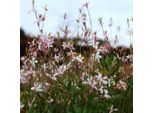 Gaura Lindheimeri Siskiyou Pink – 12 Piante – Ø9Cm – Altezza 10-25Cm – Candela Splendida – Fiori Di Colore Rosa Intenso – Per Aiuole, Giardini Di Prateria E Vasi
