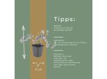 Fiore Degli Elfi Epimedium × Youngianum ‘Niveum’ – 24 Piante – 10-25 Cm – Ø 9 Cm – Piantagione Perenne Da Ombra Bianca – Coprisuolo Resistente Al Freddo Per Giardini E Margini Boschivi