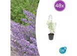 Nepeta ‘Walker’S Low’ – 48 Piante – ↕10-25 Cm – Ø9 Cm – Blu Lavanda – Fogliame Aromatico – Facile Da Curare – Sole – Api E Farfalle