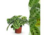 Maranta Fascinator Kerchoveana Pianta Zebra – Pianta Da Appartamento Adatta Agli Animali Domestici 12 Cm – Altezza Circa 25 Cm – Pianta Decorativa Per Soggiorno E Ufficio