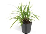 Carex Morrowii 'Irish Green' – 48 Piante – ↕10-25 Cm – Ø9 Cm – Coprisuolo Sempreverde – Facile Da Curare E Resistente Al Freddo