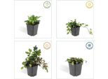 Ajuga Reptans – Bugola Rampicante Ø9Cm – Altezza 10-25Cm – Coprisuolo Per Mezz'ombra E Ombra – Tappeto Di Fiori Blu – 24 Piante