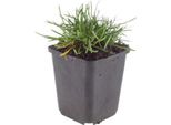 Armeria Maritima ‘Splendens’ – 60 Piante – 10-25 Cm – Ø 9 Cm – Pianta Perenne Resistente Al Freddo Con Fiori Rosa – Per Aiuole Soleggiate, Giardini Rocciosi E Bordure