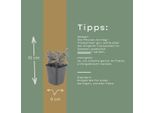 Origanum Laevigatum Herrenhausen – 6 Piante – Ø9Cm – Altezza 10-25Cm – Origano Ornamentale Resistente Al Freddo – Adatto Alle Api – Per Aiuole E Giardini Rocciosi