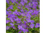 Geranio Azure Rush – 24 Piante – Ø9 Cm – Altezza 10-25 Cm – Pianta Perenne Resistente Al Freddo – Fiori Azzurri – Coprisuolo Per Aiuole, Giardini Rocciosi E Vasi