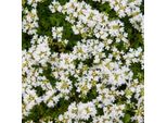 Timo Thymus Praecox Albiflorus Coprisuolo – 48 Piante – Ø9Cm – Altezza 10-25Cm – Timo Tappezzante A Fioritura Bianca – Resistente Al Freddo – Per Giardini Rocciosi E Aiuole