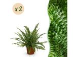 Nephrolepis Exaltata Green Lady – Set Di 2 Piante – Ø12 Cm, Altezza 28-30 Cm – Felce Spada Con Fogliame Rigoglioso – Pianta Da Appartamento Adatta Agli Animali Domestici