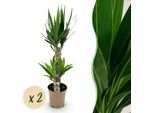 Yucca Elephantipes – 2 Piante – 75 Cm – 17 Cm – Palmetto Facile Da Curare Con Foglie Strette – Piante Da Appartamento Robuste Per Interni Luminosi E Semiombreggiati – Purificano L'aria