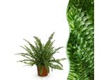 Nephrolepis Exaltata Green Lady Fern – Pianta Da Appartamento Adatta Agli Animali Domestici 12 Cm – Altezza Circa 25 Cm – Felce Verde Decorativa Per Soggiorno, Ufficio E Camera Da Letto