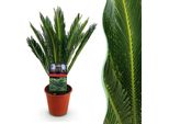 Cycas Revoluta Palma Da Sago – 45 Cm – 14 Cm – Pianta Da Appartamento Facile Da Curare Con Foglie Pennate – Elemento Decorativo Esotico Per Soggiorni E Uffici