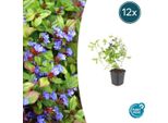 Ceratostigma Plumbaginoides – Ceratostigma Strisciante – Coprisuolo ↕10-25 Cm Ø9 Cm – Fiori Blu E Fogliame Lucido – Facile Da Curare E Resistente Al Freddo – 12 Piante